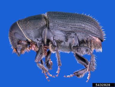black turpentine beetle, Dendroctonus terebrans  (Coleoptera: Curculionidae) - 5432828