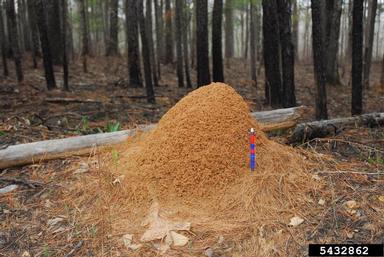 fire ant, Solenopsis geminata  (Hymenoptera: Formicidae) - 5432862