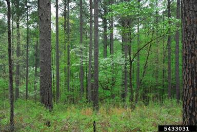 dogwood, Cornus spp.  (Cornales: Cornaceae) - 5433031