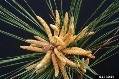 loblolly pine, Pinus taeda  (Pinales: Pinaceae) - 5433046