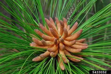 longleaf pine, Pinus palustris  (Pinales: Pinaceae) - 5433052