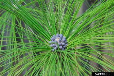 longleaf pine, Pinus palustris  (Pinales: Pinaceae) - 5433053