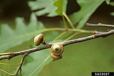 northern red oak, Quercus rubra  (Fagales: Fagaceae) - 5433067