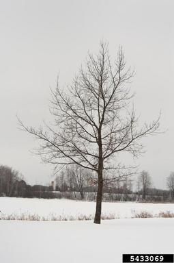 northern red oak, Quercus rubra  (Fagales: Fagaceae) - 5433069