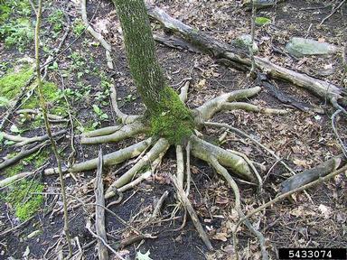 earthworm damage,    - 5433074