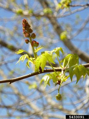 sweetgum, Liquidambar styraciflua  (Hamamelidales: Hamamelidaceae) - 5433091
