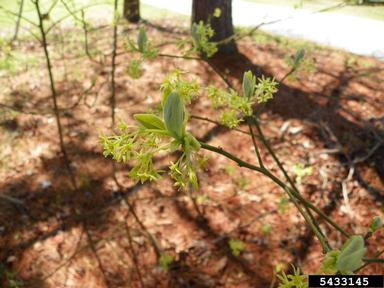 sassafras, Sassafras albidum  (Laurales: Lauraceae) - 5433145