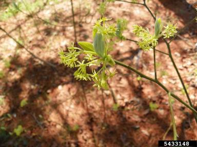sassafras, Sassafras albidum  (Laurales: Lauraceae) - 5433148