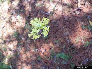 sassafras, Sassafras albidum  (Laurales: Lauraceae) - 5433150