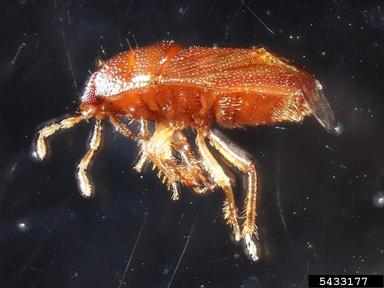burrower bug, Amnestus pusillus  (Hemiptera: Cydnidae) - 5433177