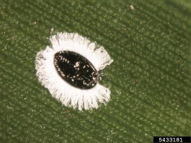 whitefly, Aleurotulus spp.  (Hemiptera: Aleyrodidae) - 5433181