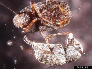 seed weevil, Araecerus spp.  (Coleoptera: Anthribidae) - 5433196
