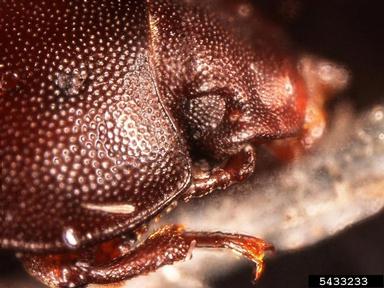tenebrionid beetle, Blapstinus spp.  (Coleoptera: Tenebrionidae) - 5433233