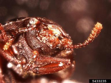 tenebrionid beetle, Blapstinus spp.  (Coleoptera: Tenebrionidae) - 5433235