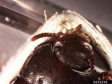 tenebrionid beetle, Blapstinus spp.  (Coleoptera: Tenebrionidae) - 5433236