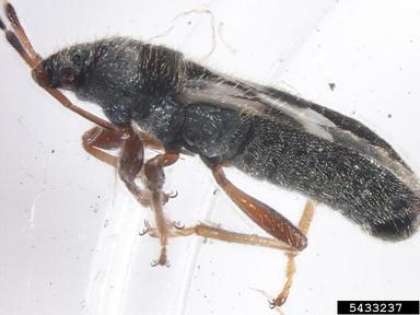 chinch bugs, Blissus spp.  (Hemiptera: Blissidae) - 5433237