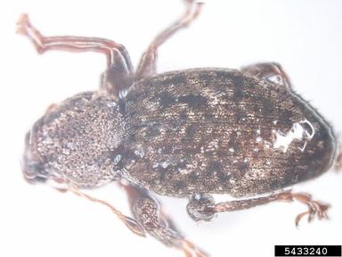 weevil, Bothinodontes spp.  (Coleoptera: Curculionidae) - 5433240
