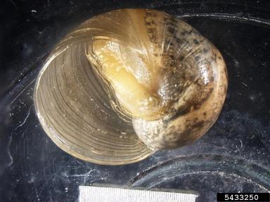 European brown snail, Cornu aspersum  (Stylommatophora: Helicidae) - 5433250
