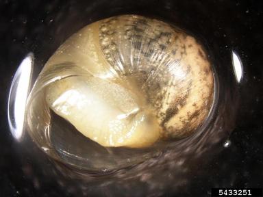 European brown snail, Cornu aspersum  (Stylommatophora: Helicidae) - 5433251