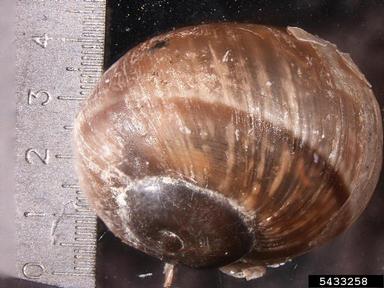 European brown snail, Cornu aspersum  (Stylommatophora: Helicidae) - 5433258