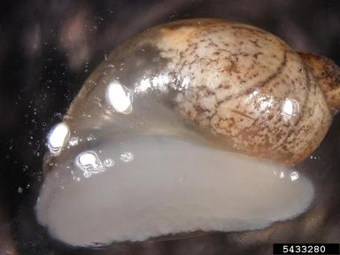 Mexico ambersnail, Calcisuccinea luteola  (Stylommatophora: Succineidae) - 5433280