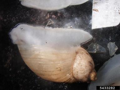 Mexico ambersnail, Calcisuccinea luteola  (Stylommatophora: Succineidae) - 5433282