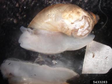 Mexico ambersnail, Calcisuccinea luteola  (Stylommatophora: Succineidae) - 5433283