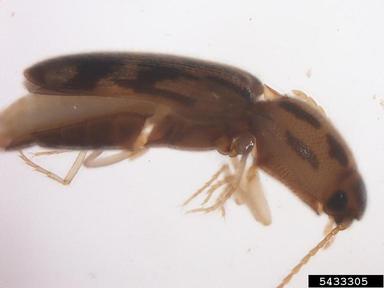 click beetles, Conoderus spp.  (Coleoptera: Elateridae) - 5433305
