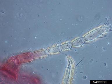 pineapple mealybug, Dysmicoccus brevipes  (Hemiptera: Pseudococcidae) - 5433315