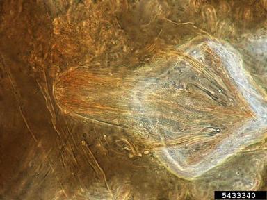 tessellated scale, Eucalymnatus tessellatus  (Hemiptera: Coccidae) - 5433340