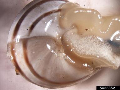 chocolate-band snail, Eobania vermiculata  (Stylommatophora: Helicidae) - 5433352