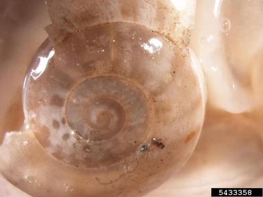 chocolate-band snail, Eobania vermiculata  (Stylommatophora: Helicidae) - 5433358