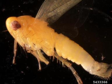 leafhoppers, Empoasca spp.  (Hemiptera: Cicadellidae) - 5433366