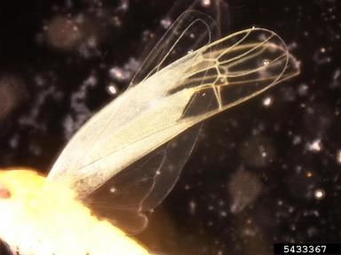 leafhoppers, Empoasca spp.  (Hemiptera: Cicadellidae) - 5433367