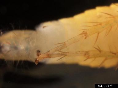leafhoppers, Empoasca spp.  (Hemiptera: Cicadellidae) - 5433371