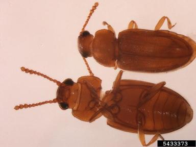 pleasing fungus beetles, family Erotylidae   (Coleoptera: Erotylidae) - 5433373