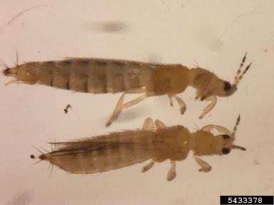 thrips, Frankliniella panamensis  (Thysanoptera: Thripidae) - 5433378