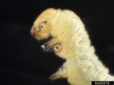 Geometrid moth,    (Lepidoptera: Geometridae) - 5433379