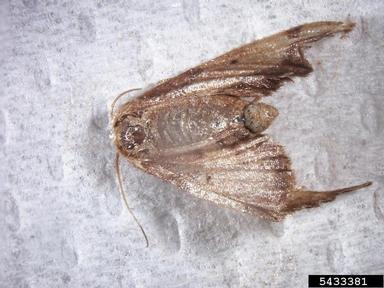 Geometrid moth,    (Lepidoptera: Geometridae) - 5433381