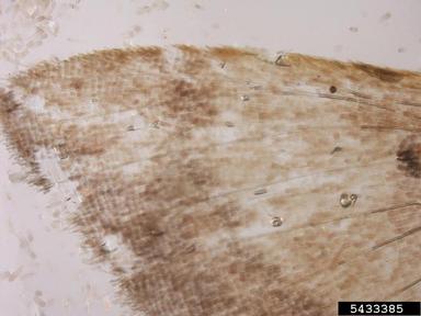 Geometrid moth,    (Lepidoptera: Geometridae) - 5433385