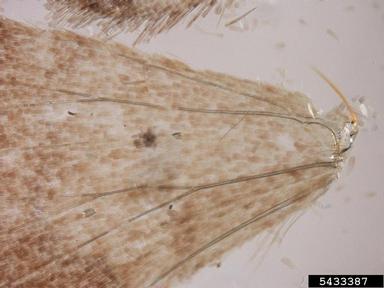Geometrid moth,    (Lepidoptera: Geometridae) - 5433387