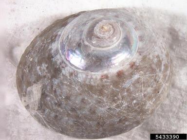 top snail, Gibbula cineraria  (Archaeogastropoda: Trochidae) - 5433390
