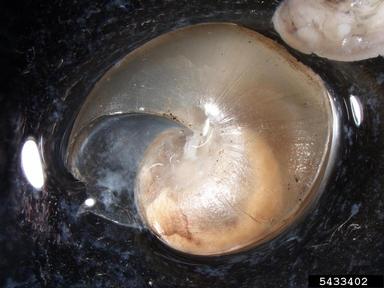 girdled snail, Hygromia cinctella  (Stylommatophora: Hygromiidae) - 5433402