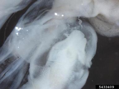 girdled snail, Hygromia cinctella  (Stylommatophora: Hygromiidae) - 5433409