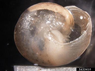 girdled snail, Hygromia cinctella  (Stylommatophora: Hygromiidae) - 5433410