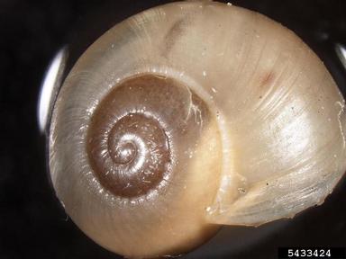 Helicid snails,    (Stylommatophora: Helicidae) - 5433424