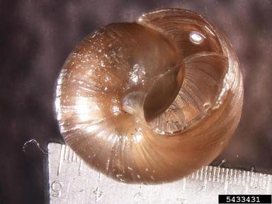 snail, Helix spp.  (Stylommatophora: Helicidae) - 5433431