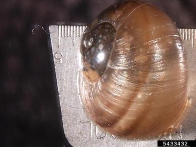 snail, Helix spp.  (Stylommatophora: Helicidae) - 5433432