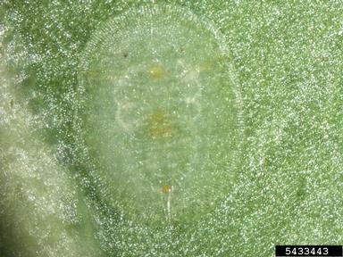 citrus whitefly, Dialeurodes citri  (Hemiptera: Aleyrodidae) - 5433443