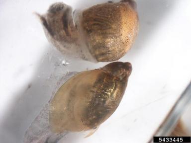 amber snails, Succinea spp.  (Stylommatophora: Succineidae) - 5433445
